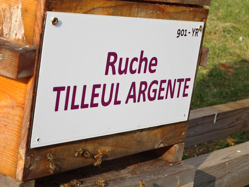 La ruche Tilleul argente