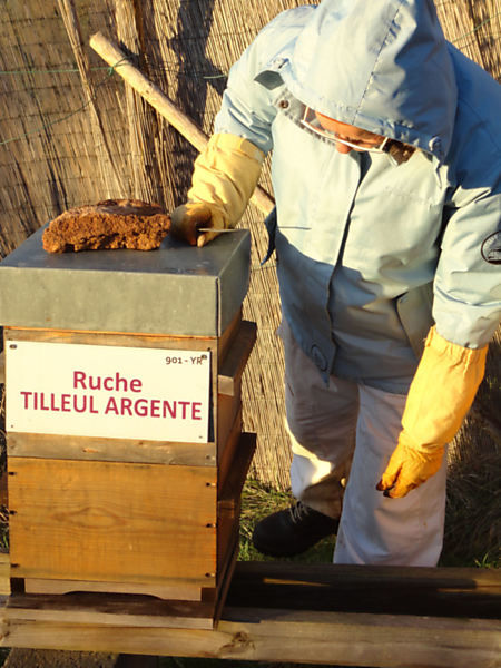 La ruche Tilleul argente