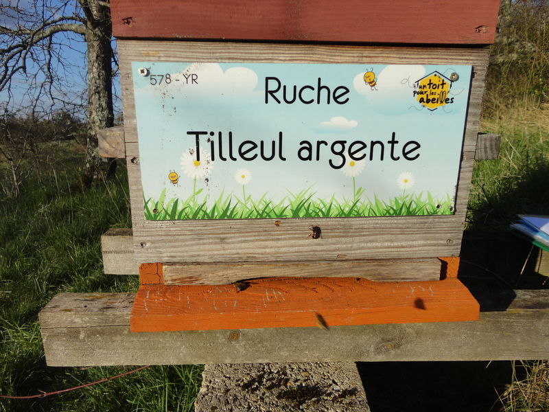 La ruche Tilleul argente