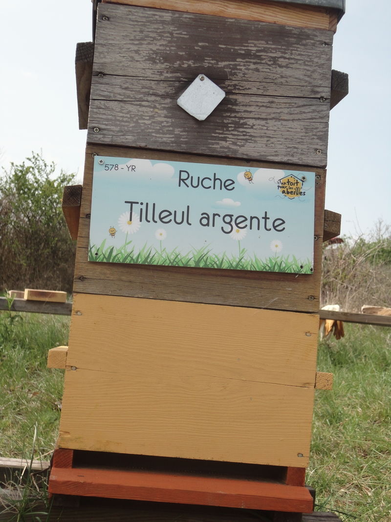 La ruche Tilleul argente