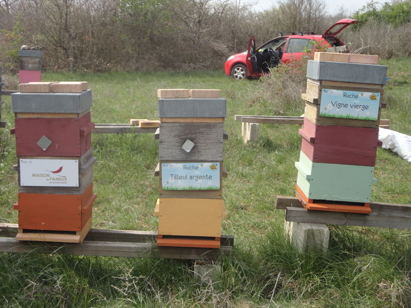 La ruche Tilleul argente