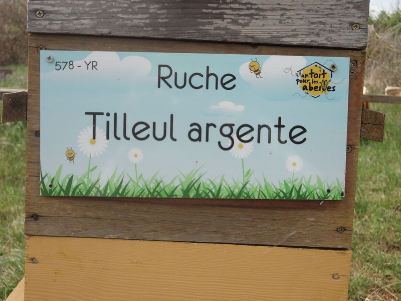 La ruche Tilleul argente