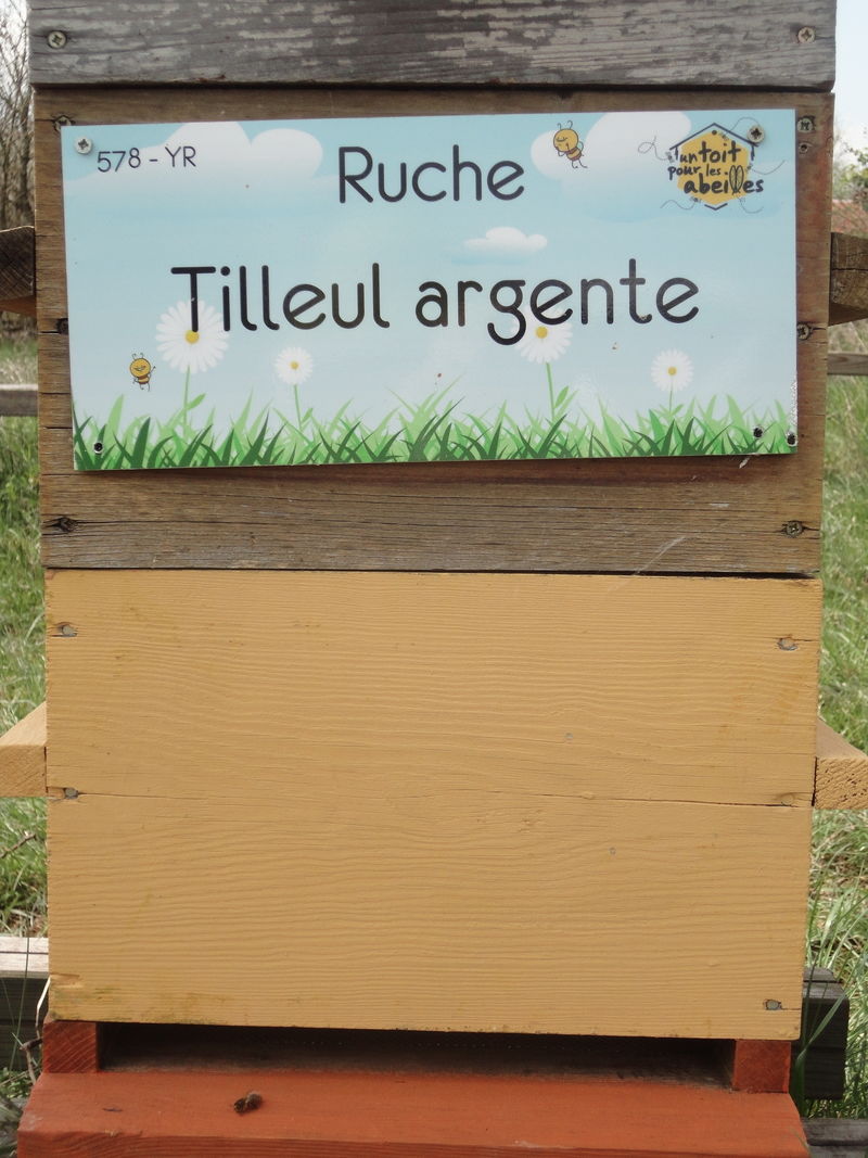 La ruche Tilleul argente