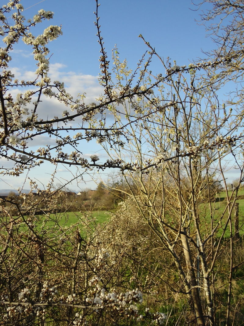 La ruche Tilleul argente