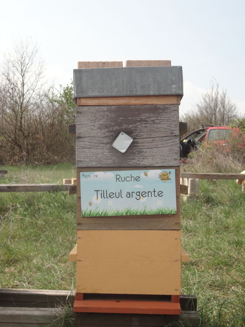La ruche Tilleul argente