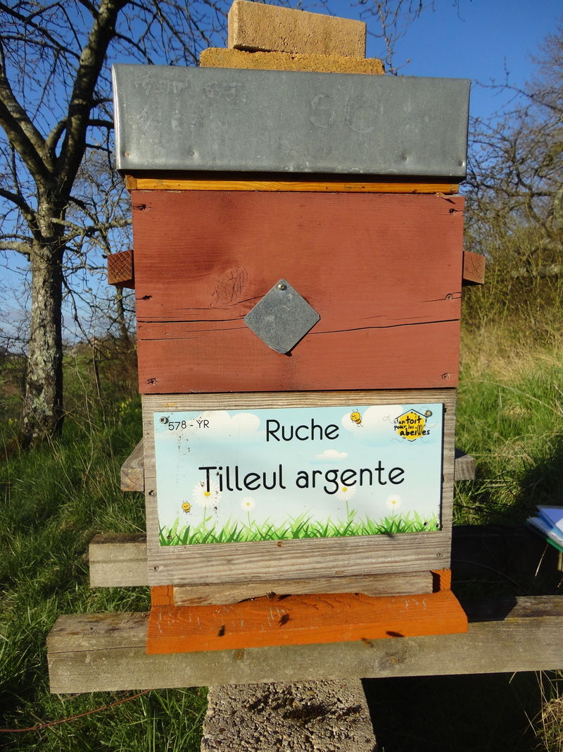 La ruche Tilleul argente