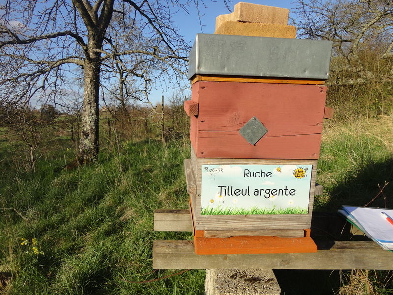 La ruche Tilleul argente