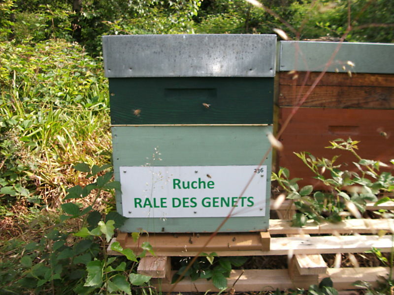 La ruche Rale des genets