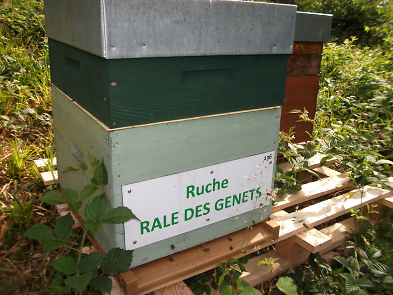 La ruche Rale des genets