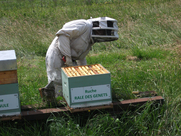 La ruche Rale des genets