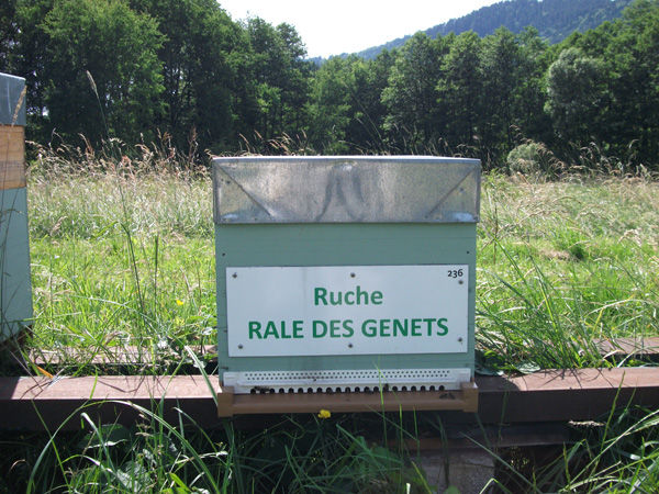 La ruche Rale des genets
