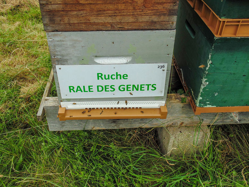 La ruche Rale des genets