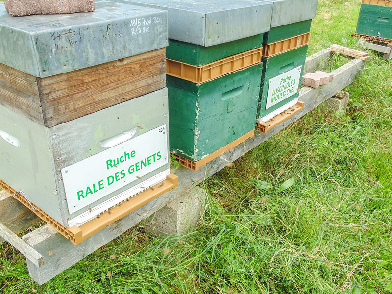 La ruche Rale des genets