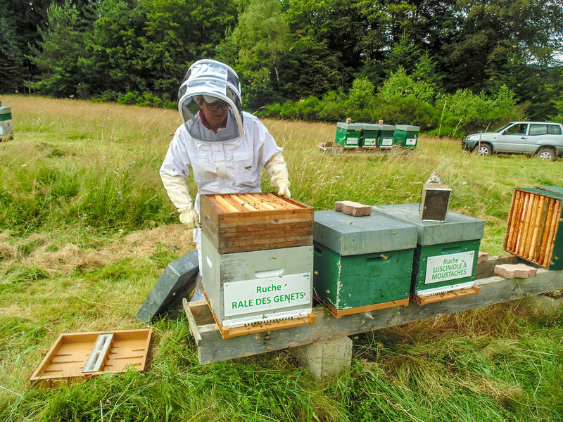 La ruche Rale des genets