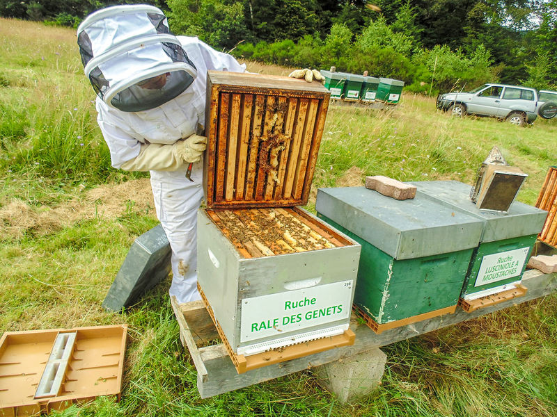 La ruche Rale des genets