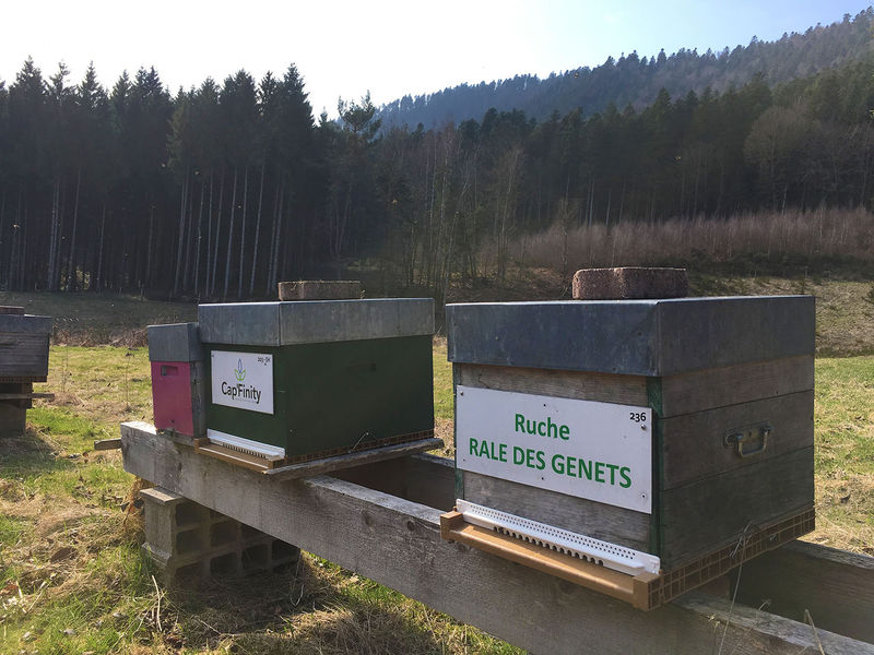 La ruche Rale des genets