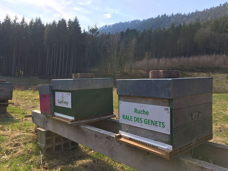 La ruche Rale des genets