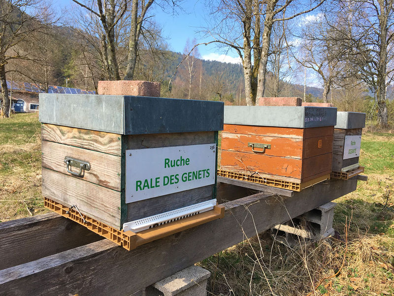 La ruche Rale des genets