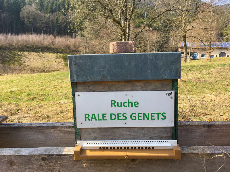 La ruche Rale des genets