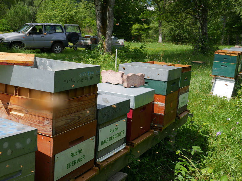 La ruche Rale des genets