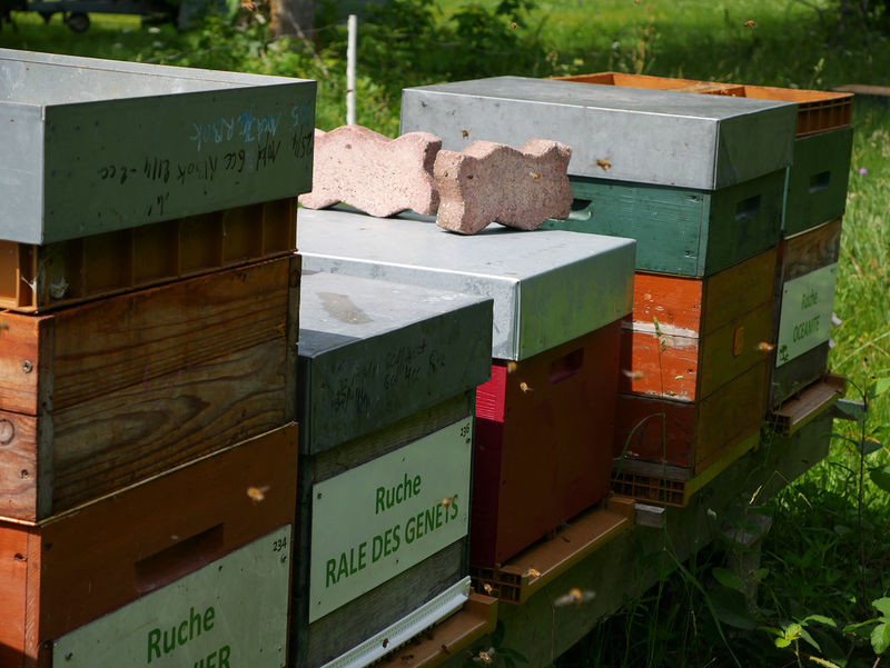 La ruche Rale des genets