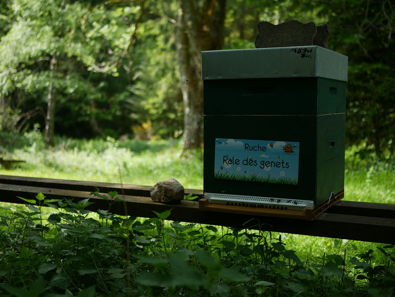 La ruche Rale des genets