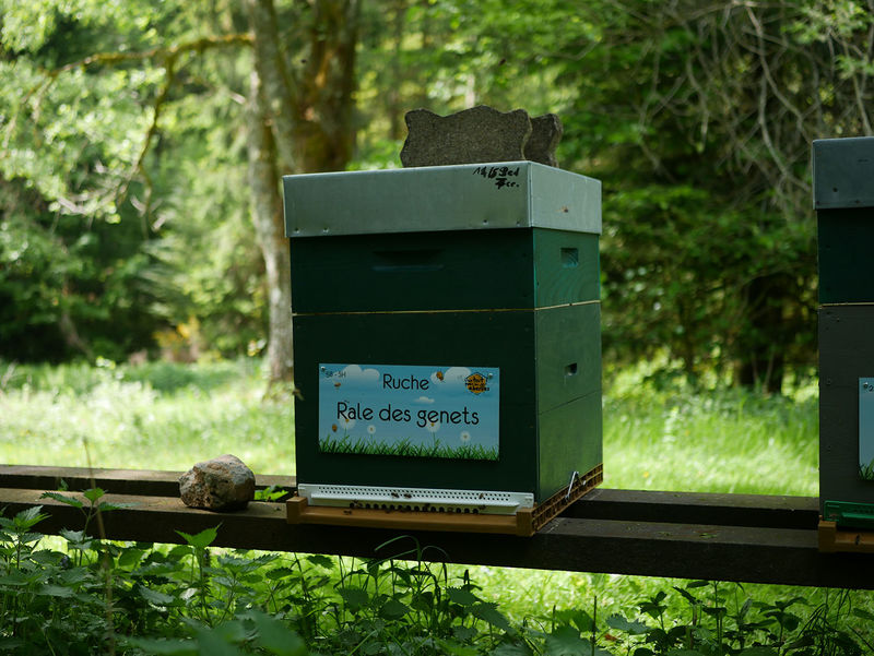 La ruche Rale des genets