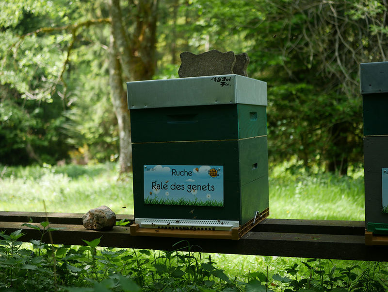 La ruche Rale des genets