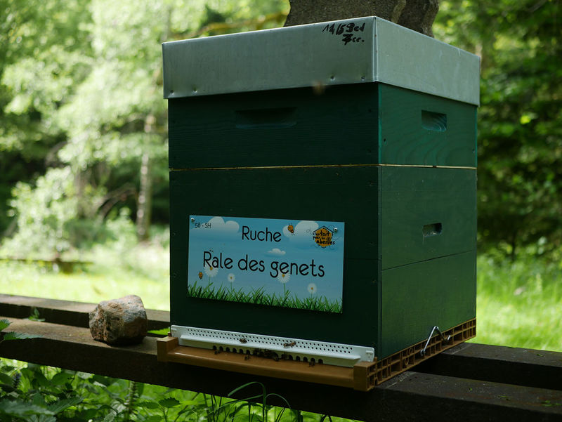 La ruche Rale des genets
