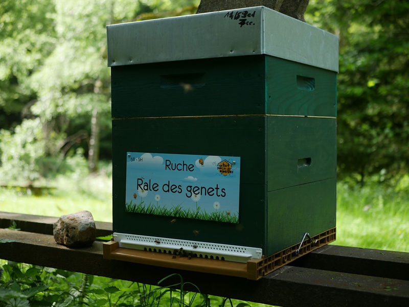 La ruche Rale des genets