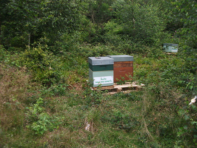 La ruche Rale des genets