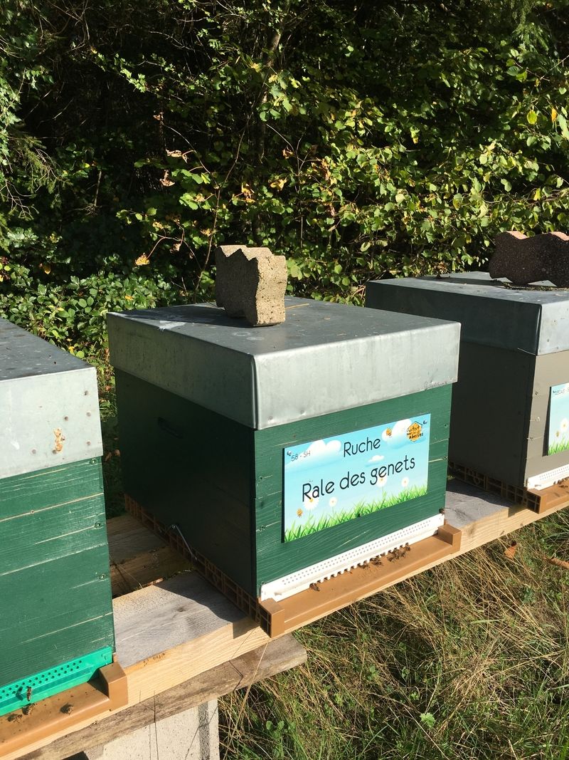 La ruche Rale des genets