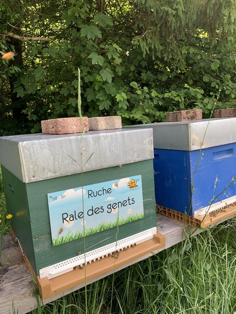 La ruche Rale des genets