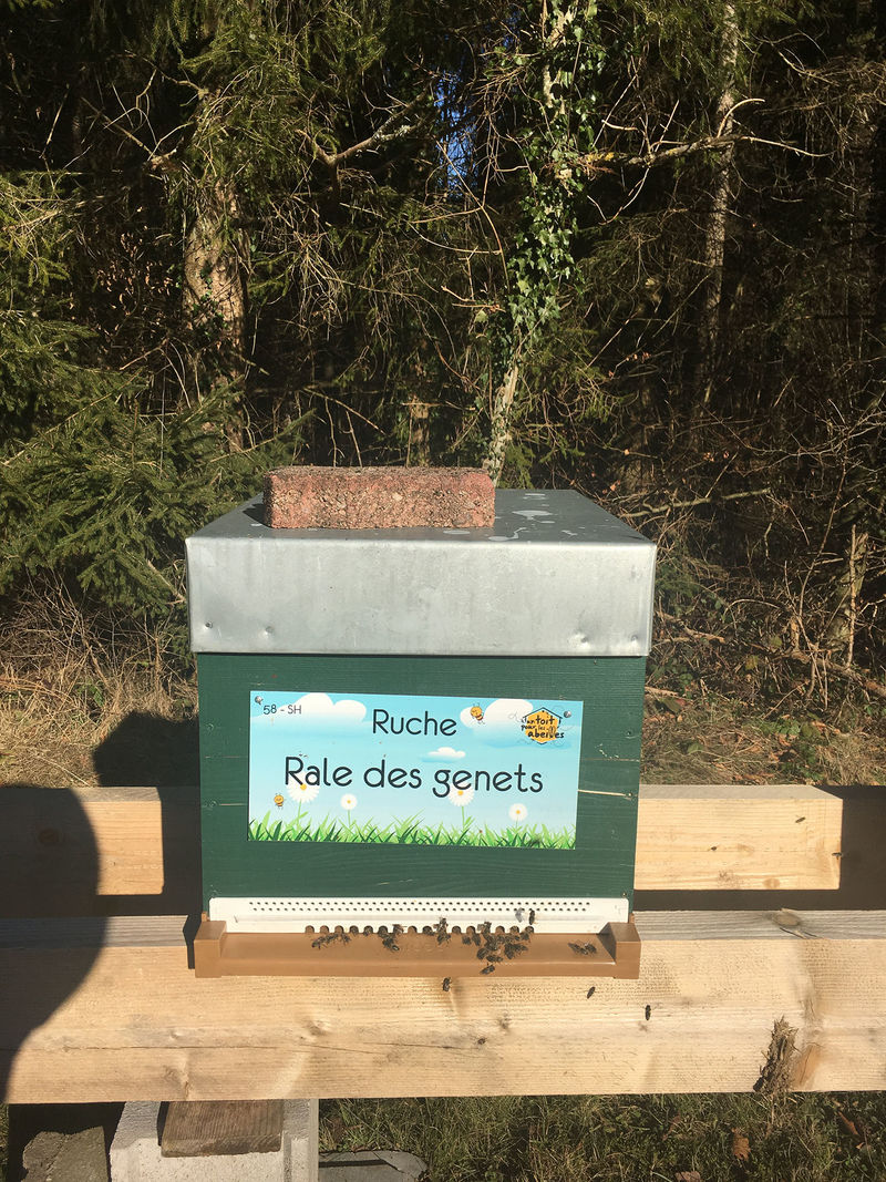 La ruche Rale des genets