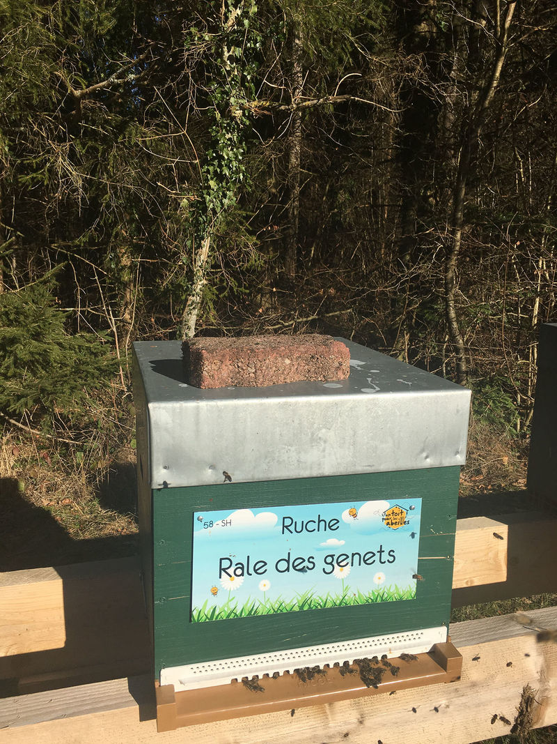 La ruche Rale des genets