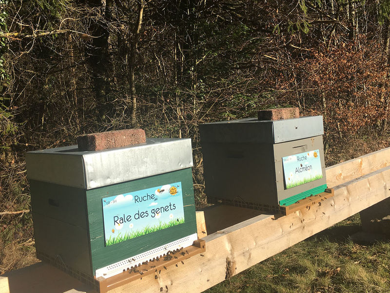 La ruche Rale des genets