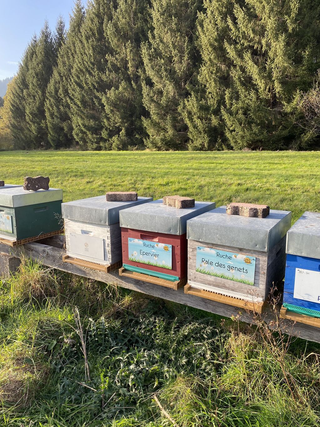 La ruche Rale des genets