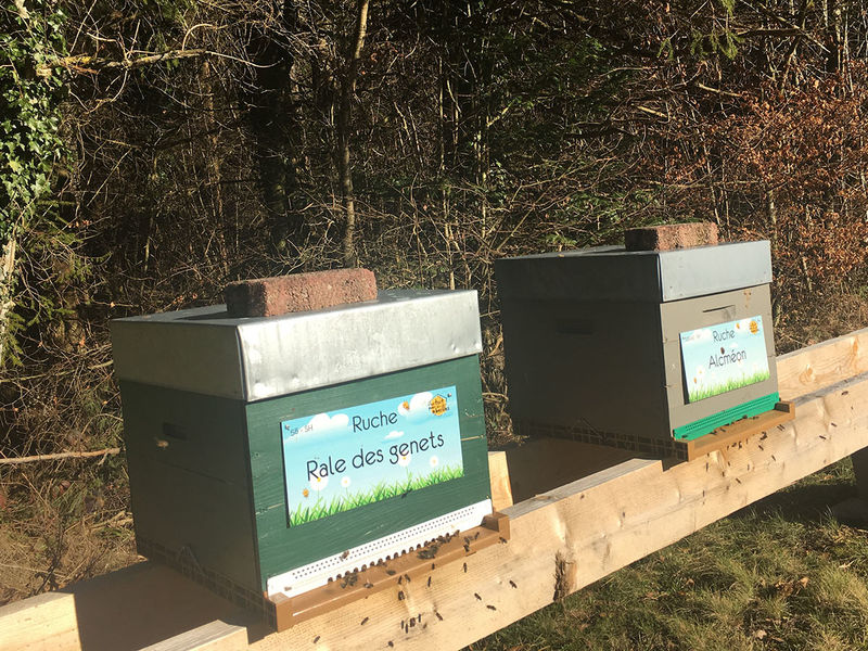La ruche Rale des genets