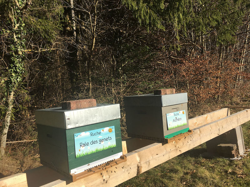 La ruche Rale des genets