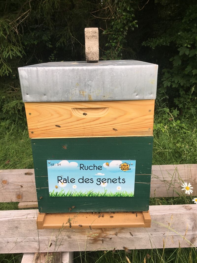 La ruche Rale des genets