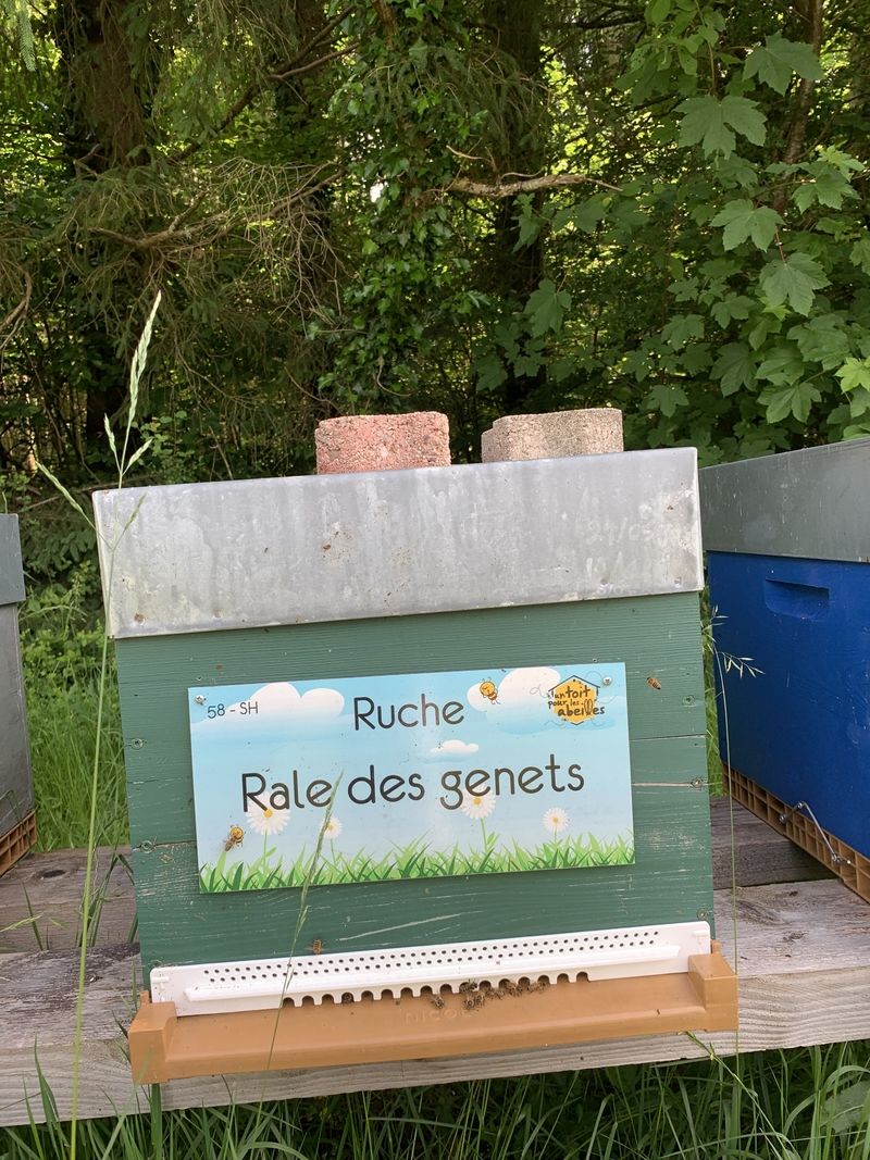 La ruche Rale des genets