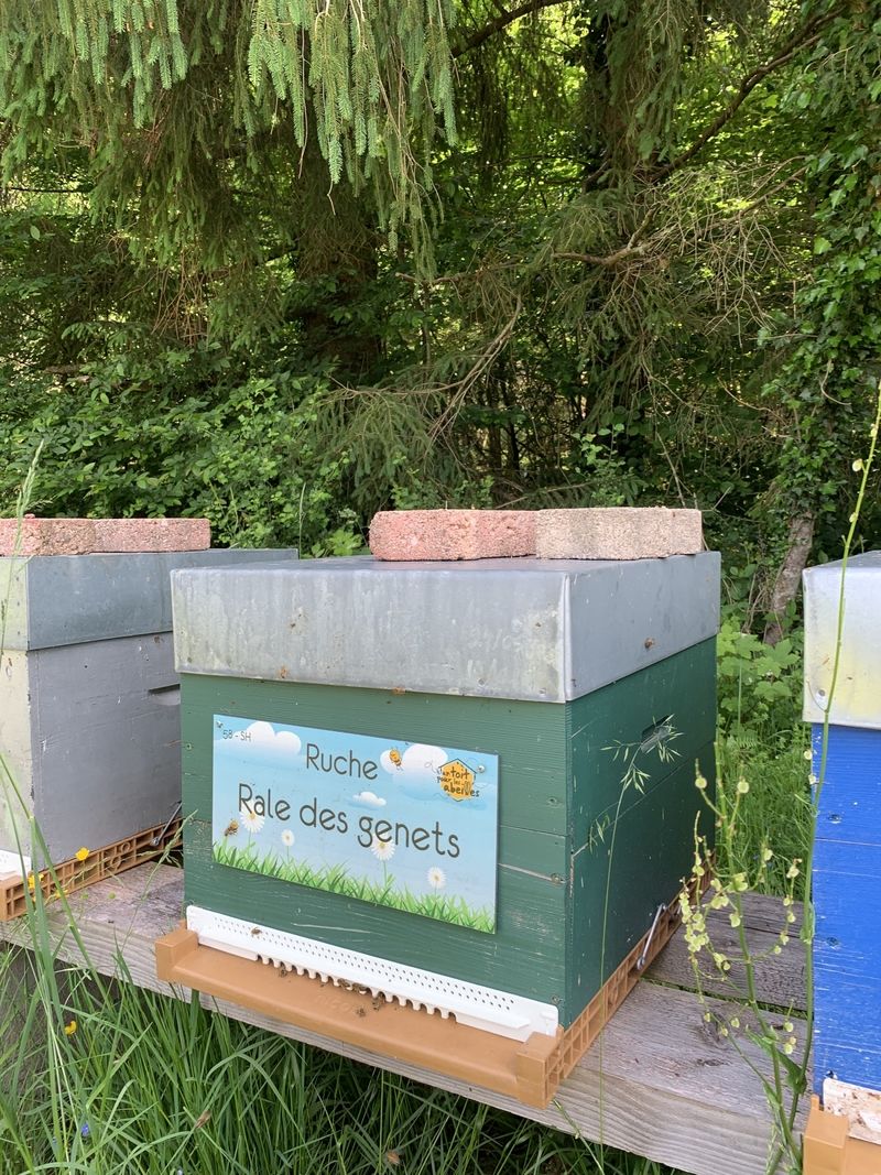 La ruche Rale des genets