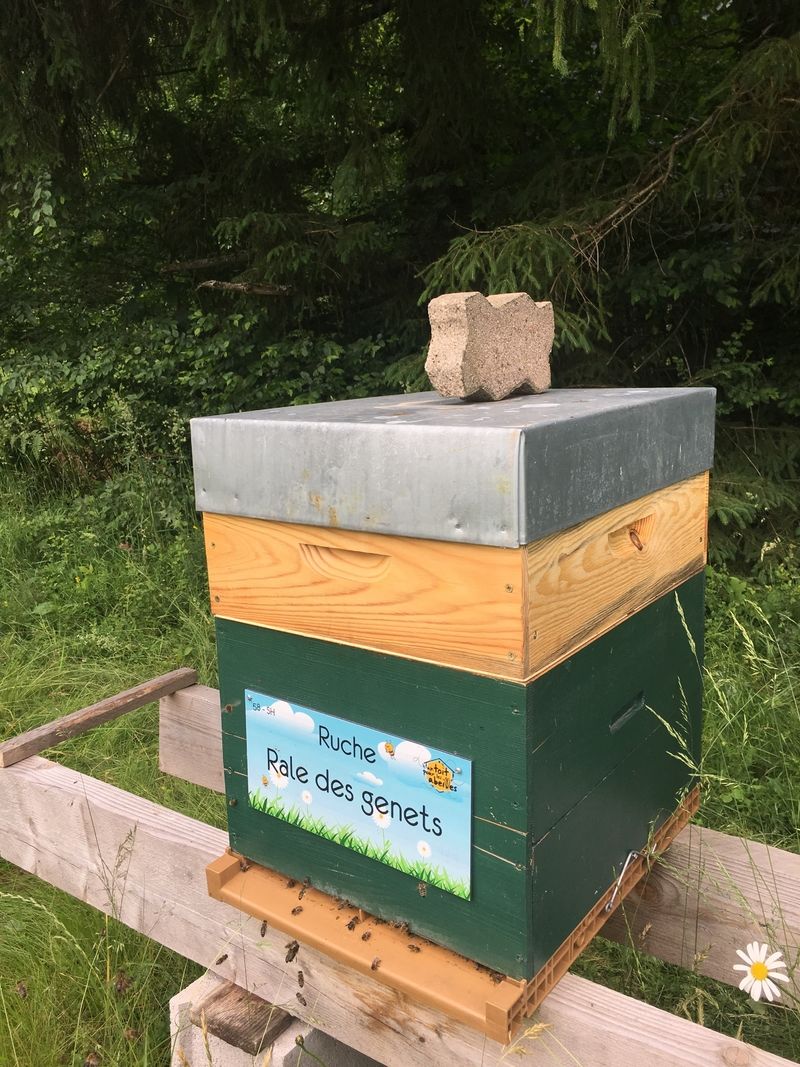 La ruche Rale des genets