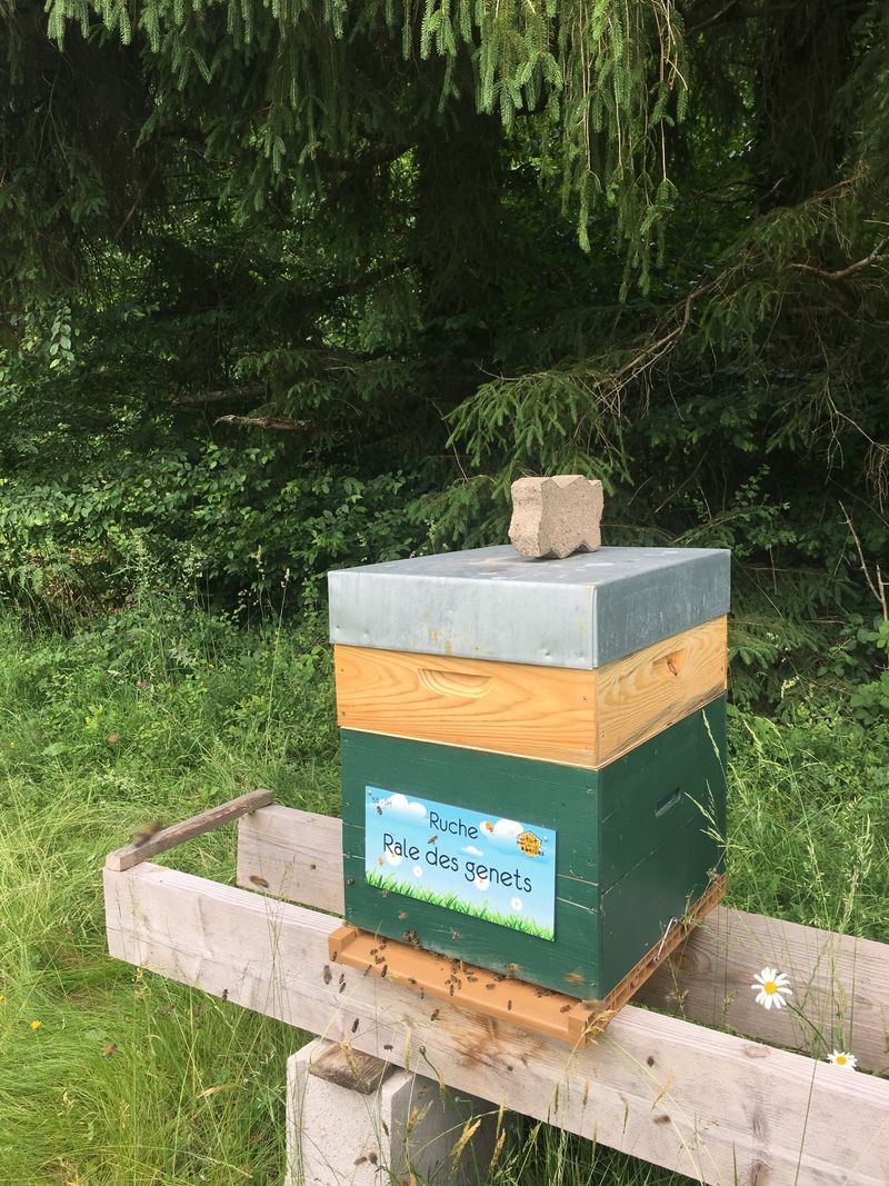 La ruche Rale des genets