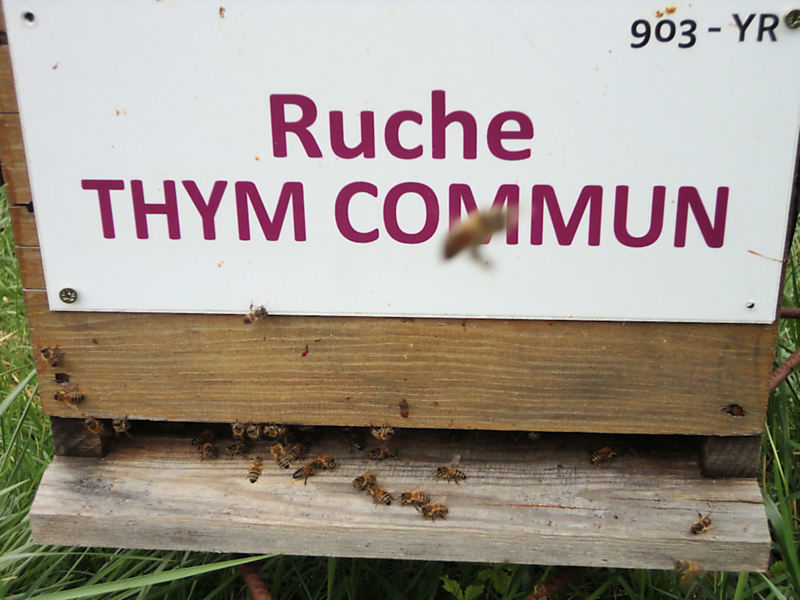 La ruche