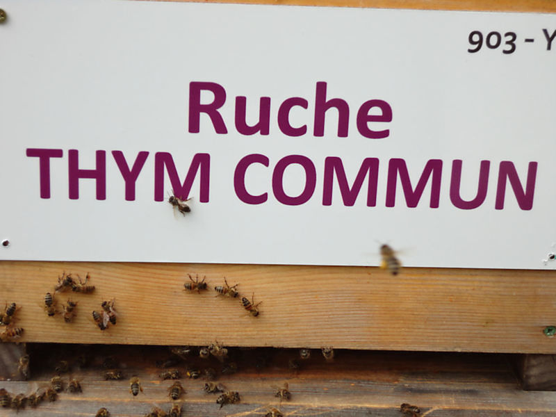 La ruche Thym commun