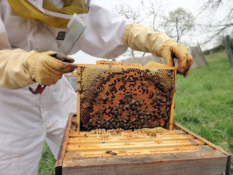 La ruche Thym commun