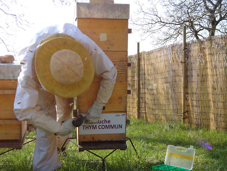 La ruche Thym commun