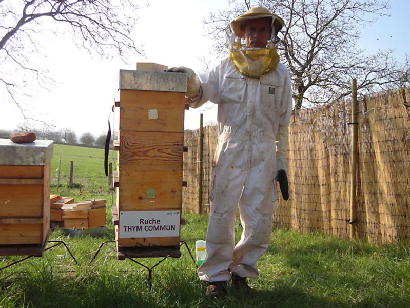 La ruche Thym commun