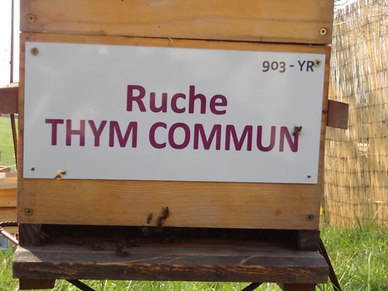 La ruche Thym commun